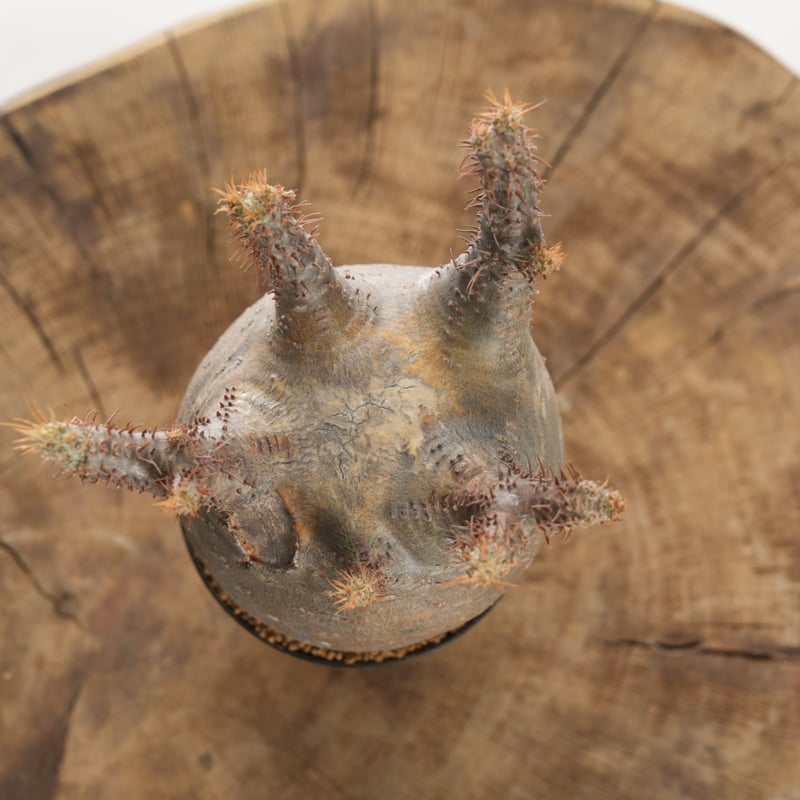 Pachypodium rosulatum var. gracilius 【発根済み】〈幹