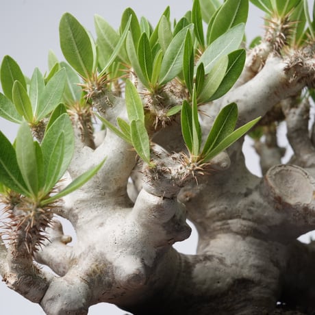 Pachypodium brevicalyx × Tomoharu Nakagawa植木鉢【発根済み】