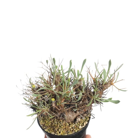 Othonna euphorbioides 黒鬼城【発根済み】〈幹幅5.8cm〉