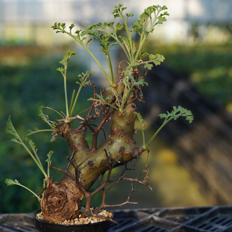 発根済】山伏天狗 Pelargonium crithmifolium 5ペラルゴニウム