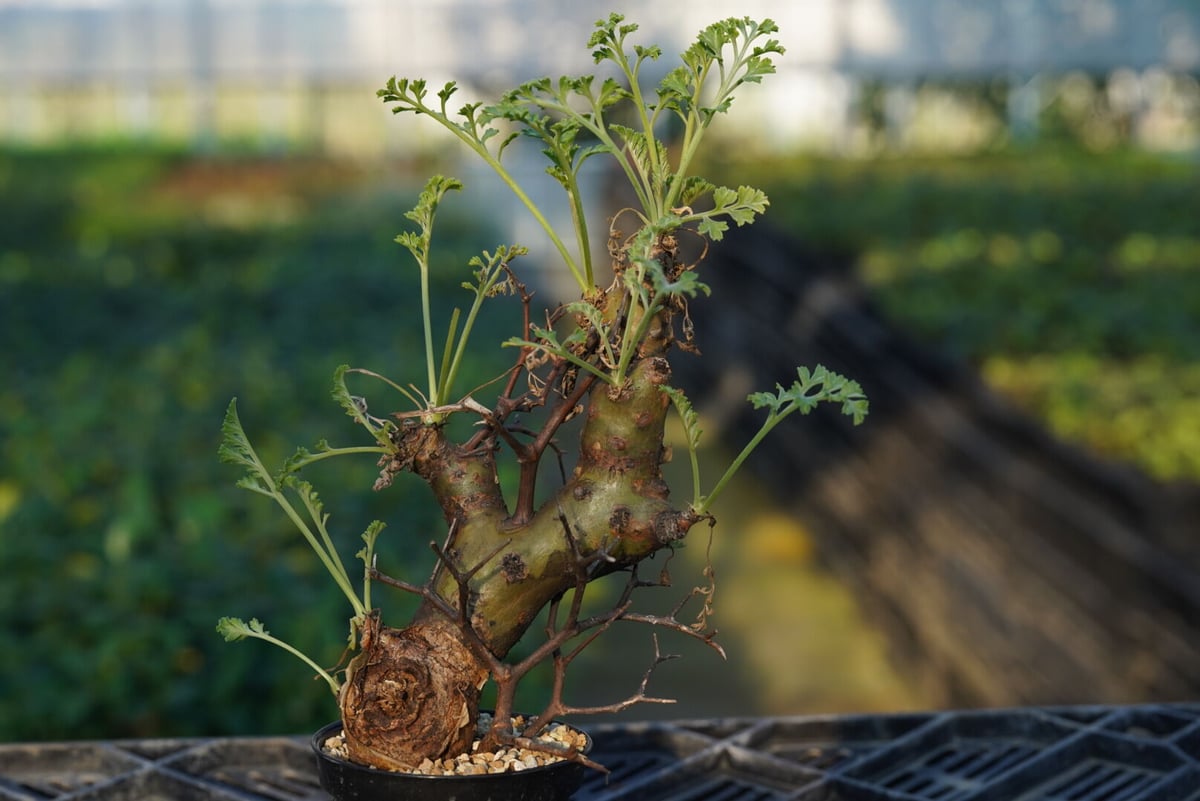 Pelargonium crithmifolium 【発根済み】 〈幹幅3.6cm〉