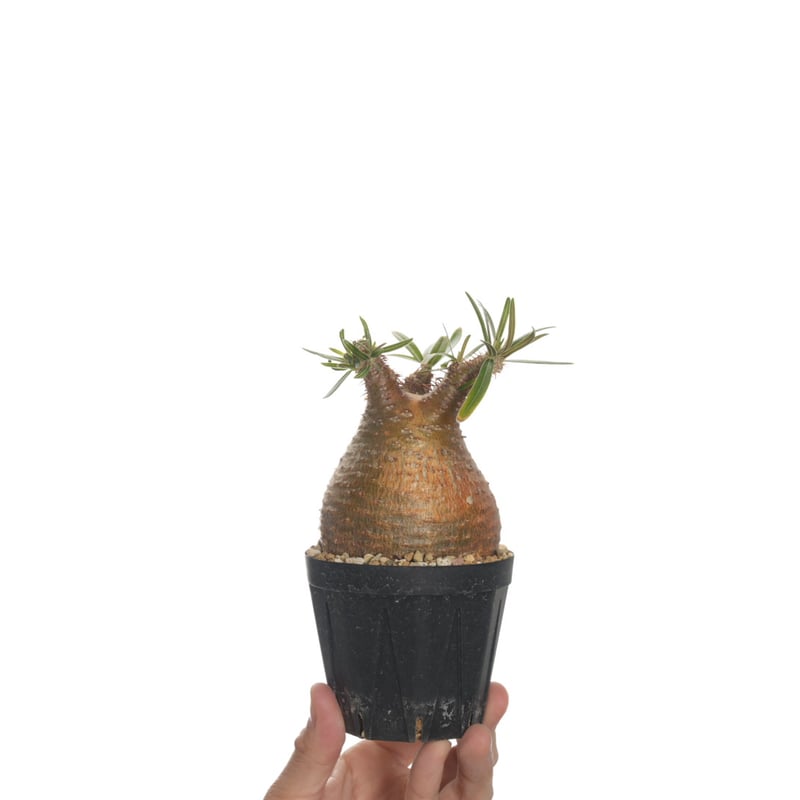 Pachypodium rosulatum var. gracilius 【発根済み】〈幹