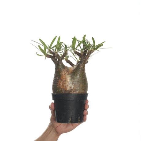 Pachypodium rosulatum var. gracilius   【発根済み】〈幹幅10.8cm〉