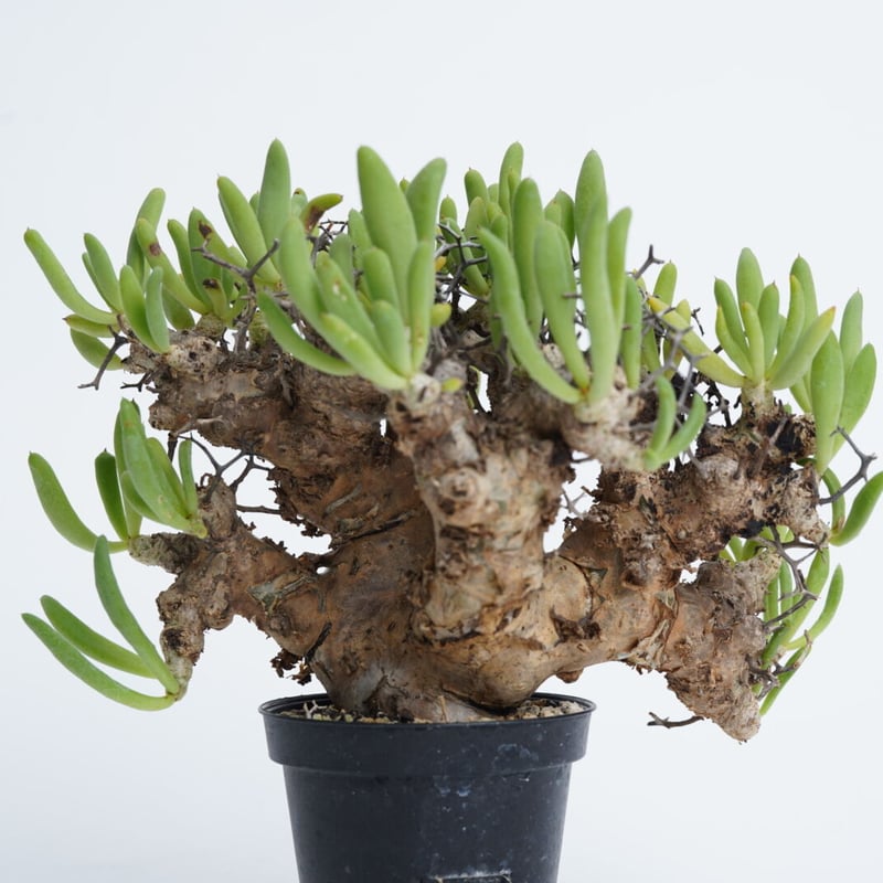 Tylecodon reticulatus 万物想 【発根済み】 | QSPLANT