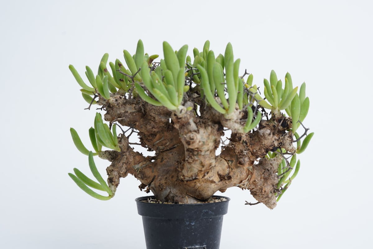 Tylecodon reticulatus 万物想 【発根済み】 | QS PLANT 