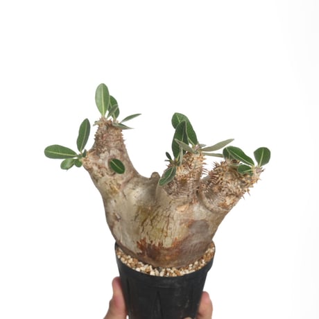 Pachypodium eburneum【発根済み】〈幹幅10.3cm〉