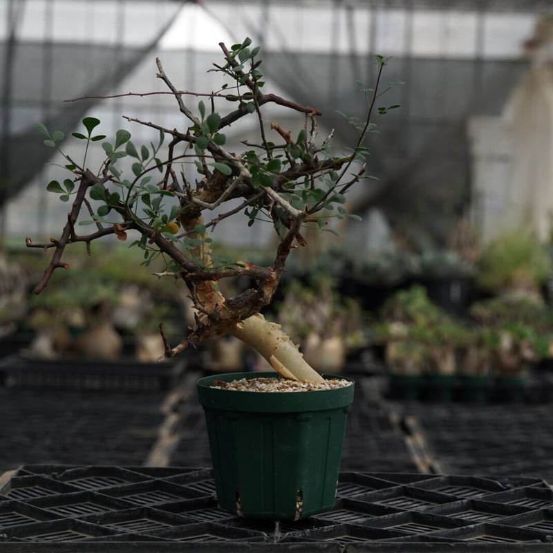 AHD KINAKO:Re POT 検) パキプス カタフ 鉢 コミフォラ レア AHD