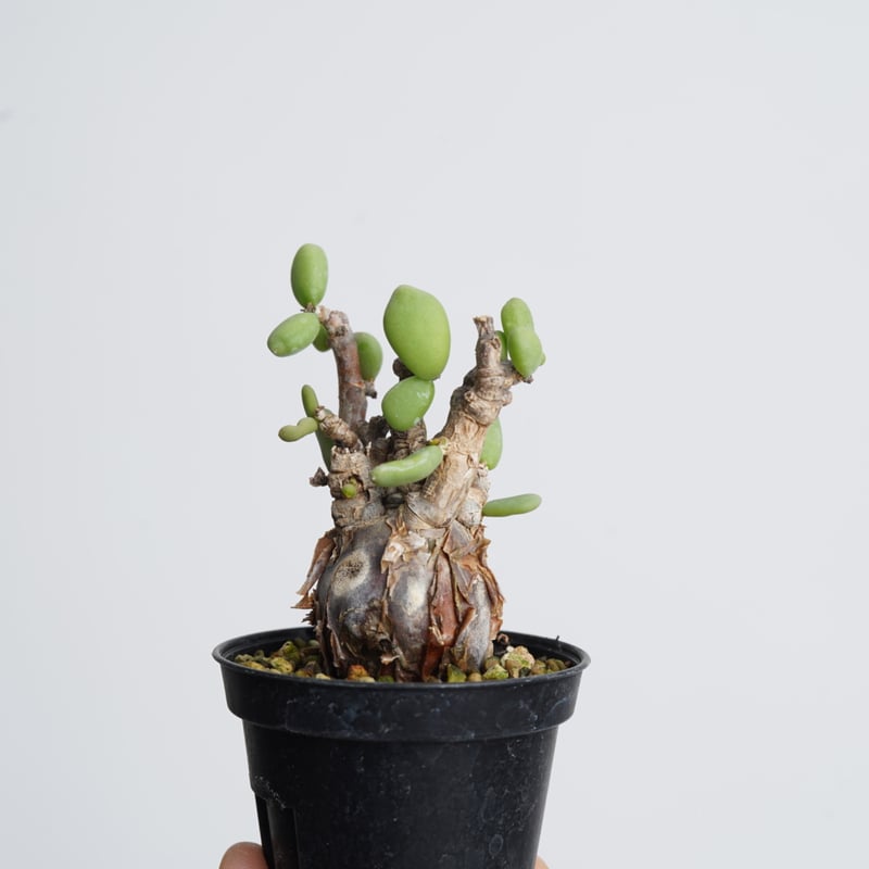 【国内採種】Ceraria Pygmaea seeds 新鮮種子50粒 国内採種】Ceraria Pygmaea seeds 新鮮種子50粒