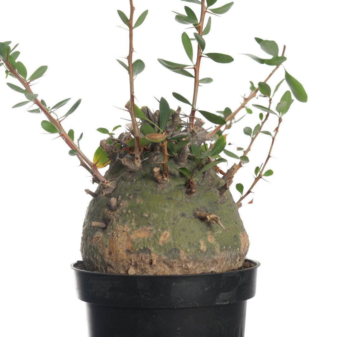 Fouquieria columnaris【発根済み】〈幹幅11.4cm〉 | QSPLANT