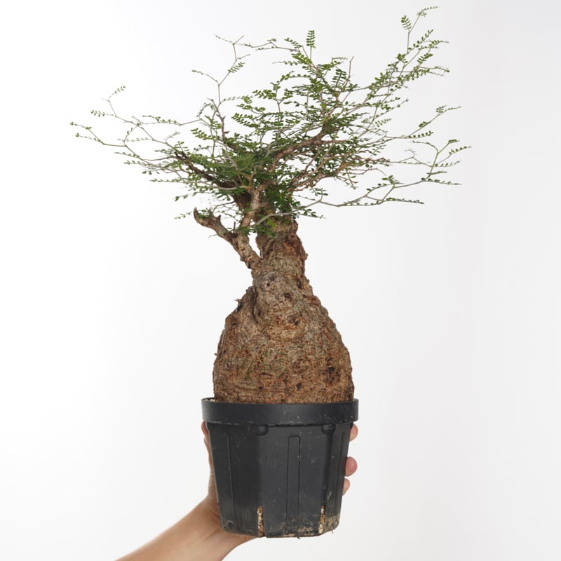 Operculicarya pachypus 【発根済み】〈幹幅12.4cm〉 | QSPLANT