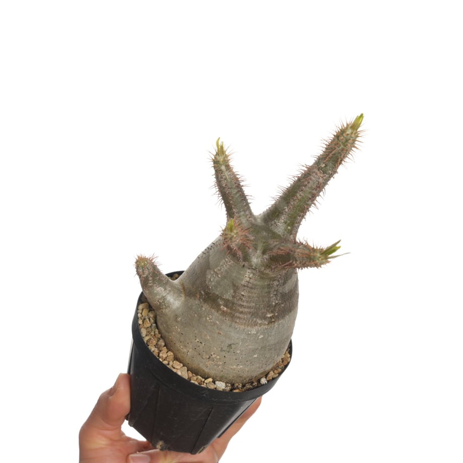 67d2e8b66c682191af333028
