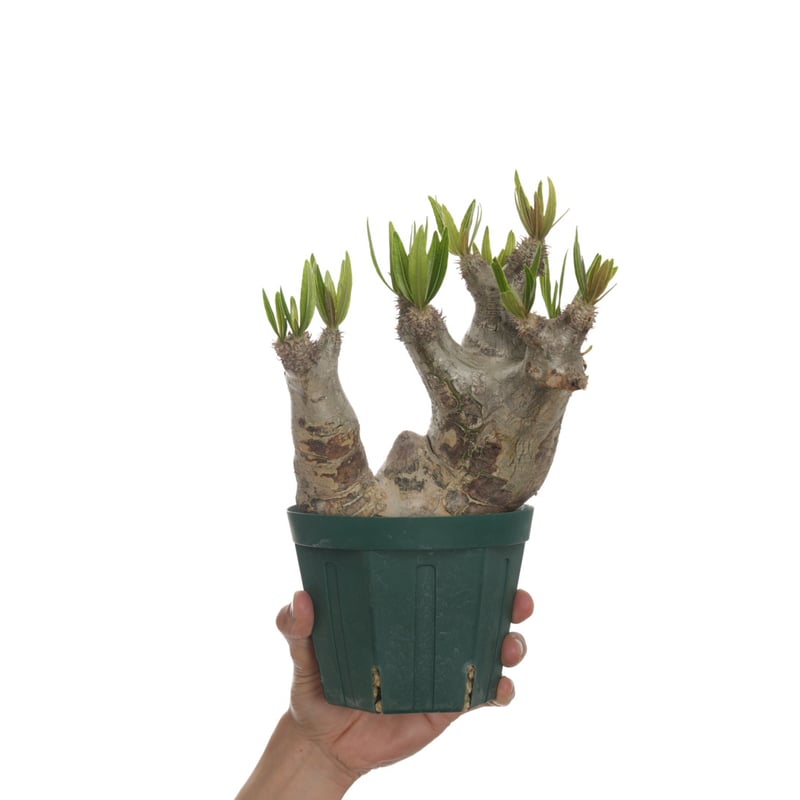 Pachypodium rosulatum var. inopinatum 【発根済み】 〈幹 Pachypodium rosulatum var. inopinatum 【発根済み】 〈幹