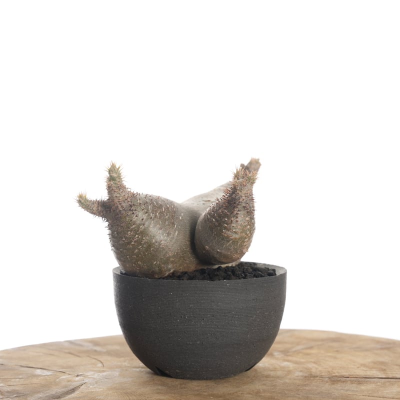 Pachypodium rosulatum var. gracilius × orokupot