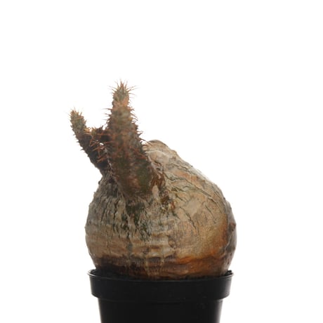 Pachypodium rosulatum var. gracilius   【発根済み】〈幹幅7.5cm〉