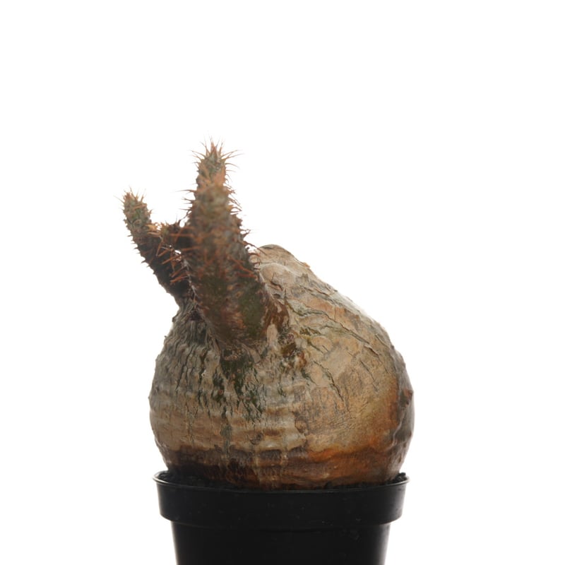 Pachypodium rosulatum var. gracilius 【発根済み】〈幹