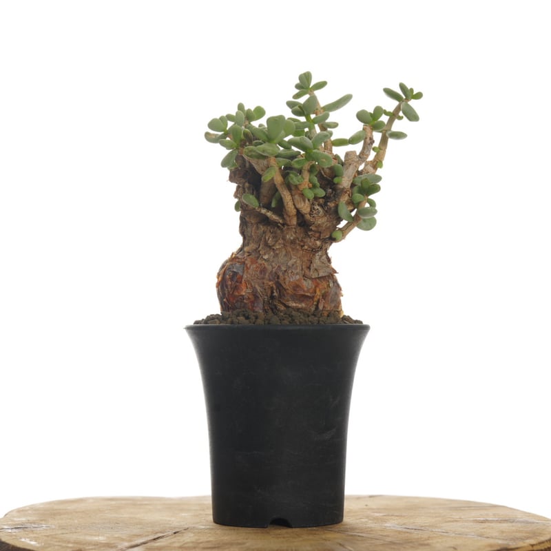 Ceraria pygmaea 【発根済み】〈幹幅6.1cm〉 | QSPLANT