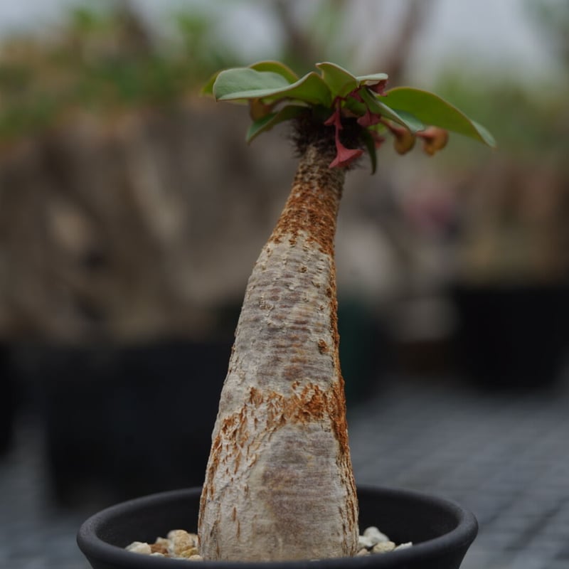 Euphorbia ramena〈幹幅2.9cm〉 | QS PLANT