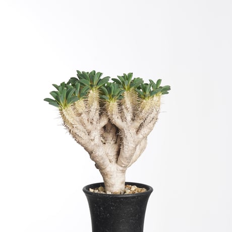 Euphorbia guillauminiana【発根済み】〈幹幅2.2cm〉