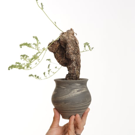 Pelargonium  triste ×Tomoharu Nakagawa植木鉢【発根済み】〈幹幅9.8cm〉