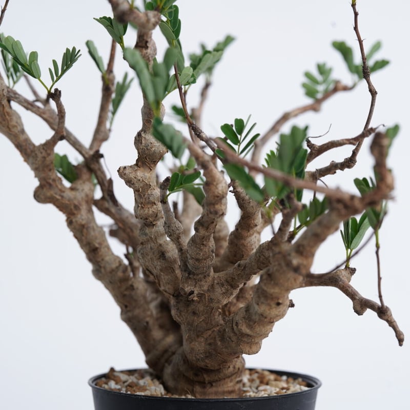 多肉植物Senna meridionalis 沙漠蘇木 メリジョナリス センナ Senna meridionalis