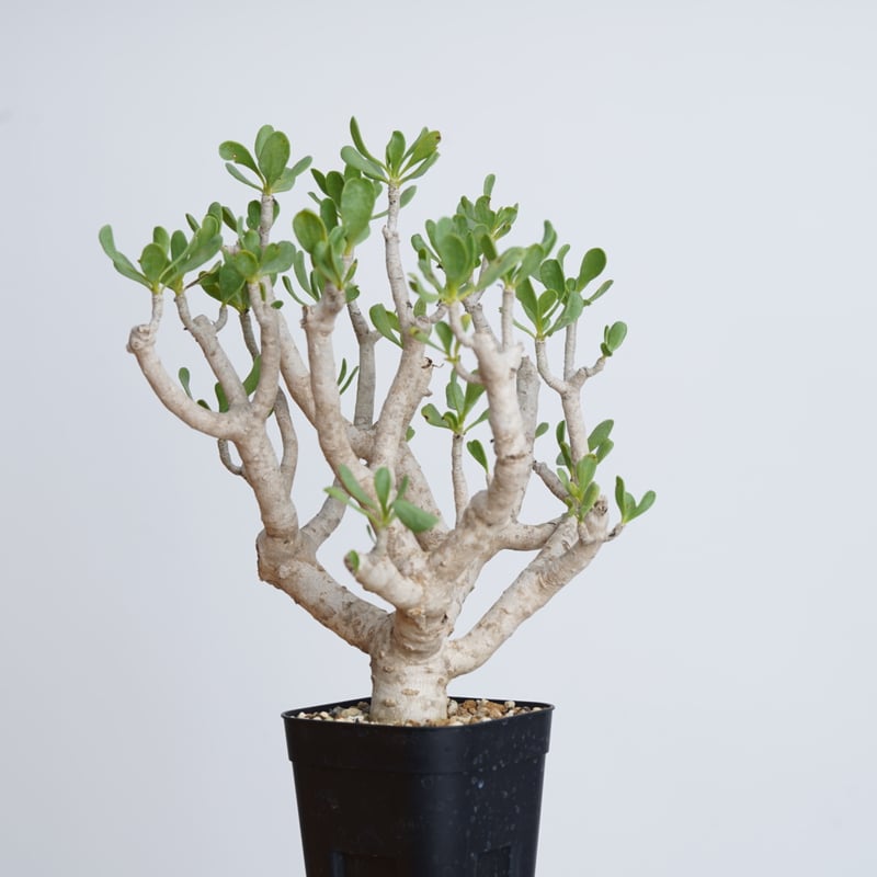 Othonna furcata 【発根済み】〈幹幅2.8cm〉 | QSPLANT