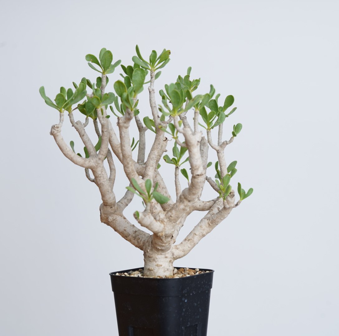 Othonna furcata 【発根済み】〈幹幅2.8cm〉 | QSPLANT