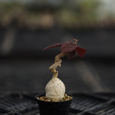 Euphorbia labatii 'RedLeaf' 〈幹幅3.5cm〉