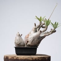 Pachypodium rosulatum var. gracilius   【発根済み】〈幹幅18.4cm〉