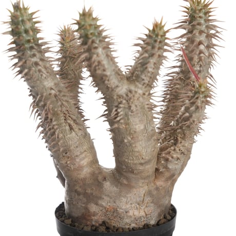 Pachypodium horombense【発根済み】〈幹幅7.8cm〉