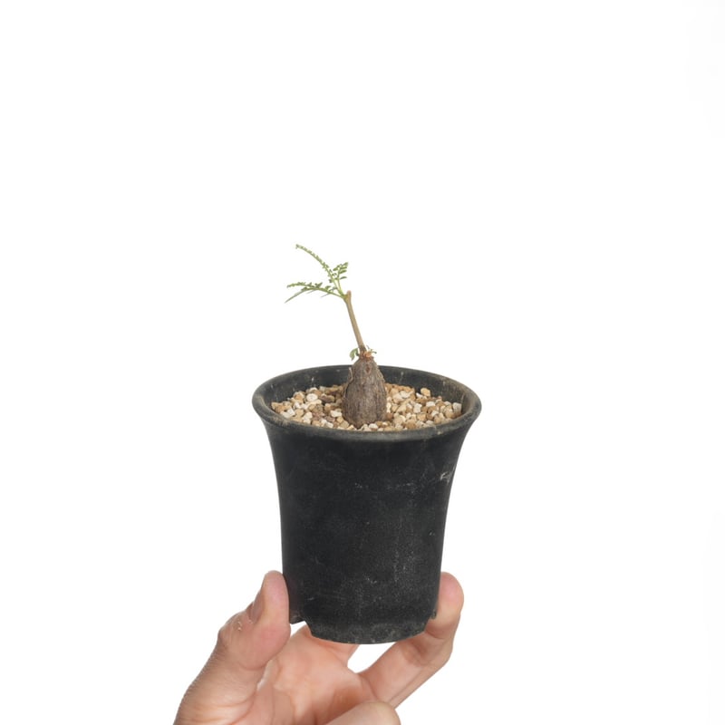 Operculicarya hyphaenoides 根挿し【発根済み】〈幹幅1.5cm〉 |