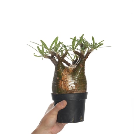 Pachypodium rosulatum var. gracilius   【発根済み】〈幹幅10.8cm〉