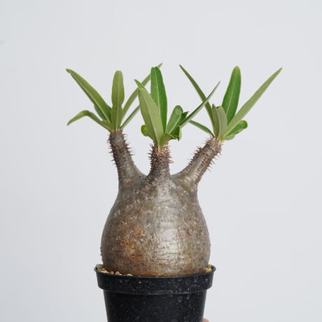 Pachypodium rosulatum var. gracilius   【発根済み】〈幹幅6.8cm〉