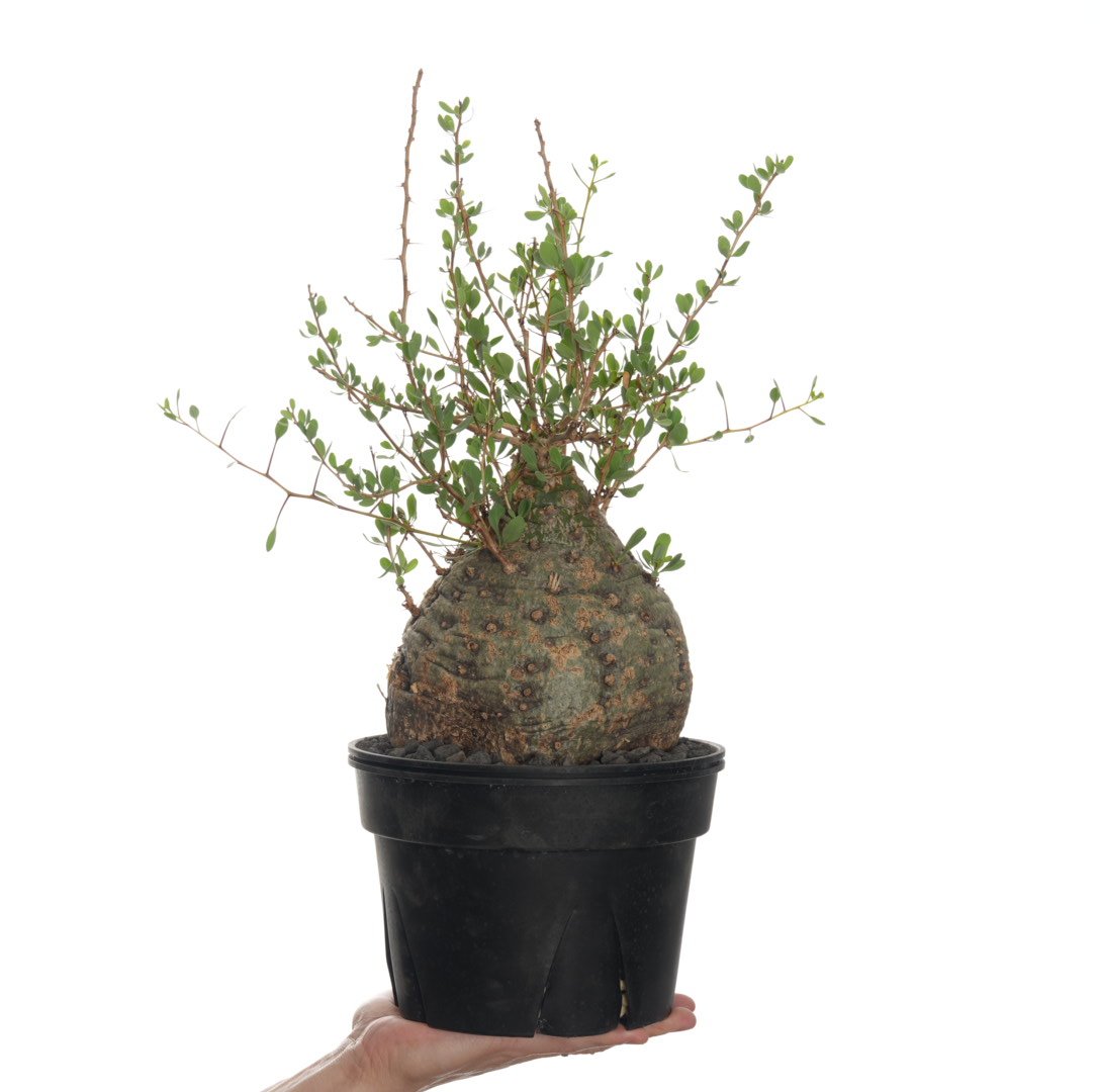 その他観葉植物 Foquieria columnnaris Fouquieria columnaris【発根