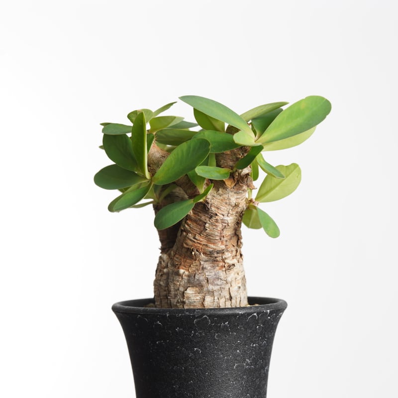 【現地球／発根済】ユーフォルビア　イトレメンシス　ODDROOTS管理株 ユーフォルビア イトレメンシス 2年前に何も知らず形だけで購入