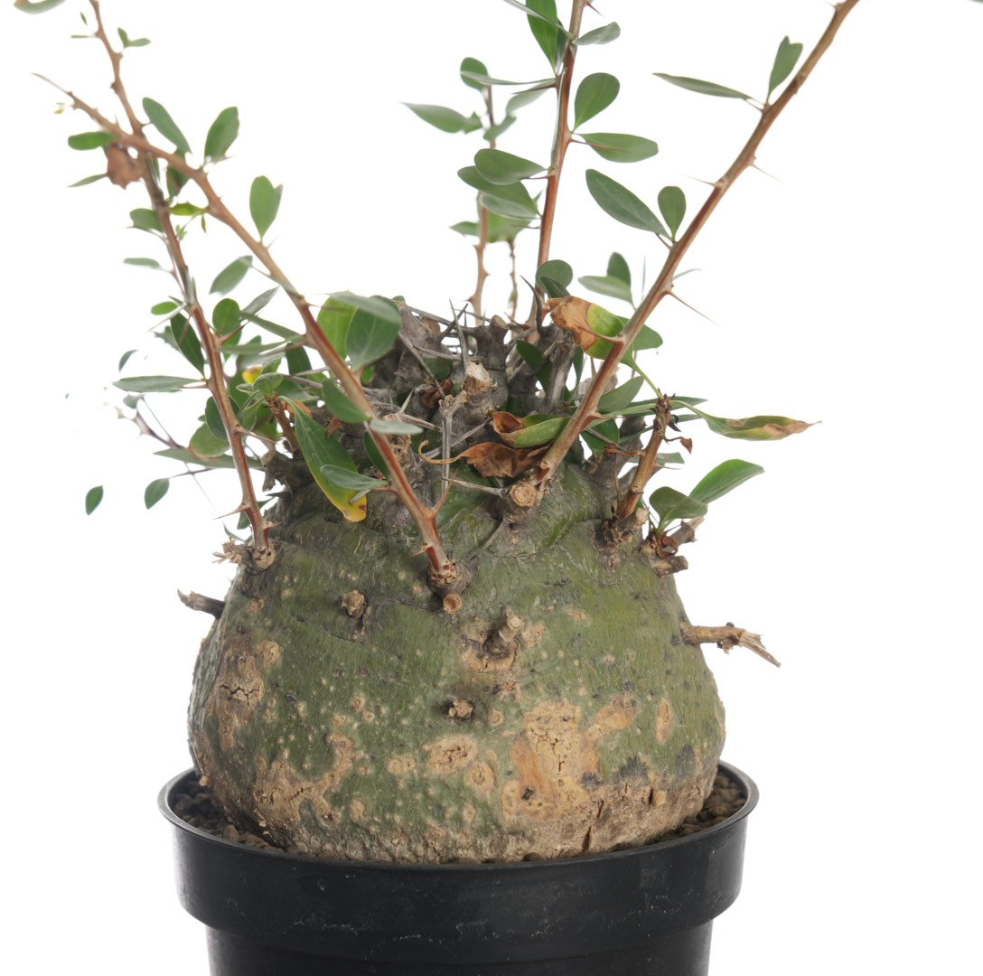 Fouquieria columnaris【発根済み】〈幹幅11.4cm〉 | QSPLANT