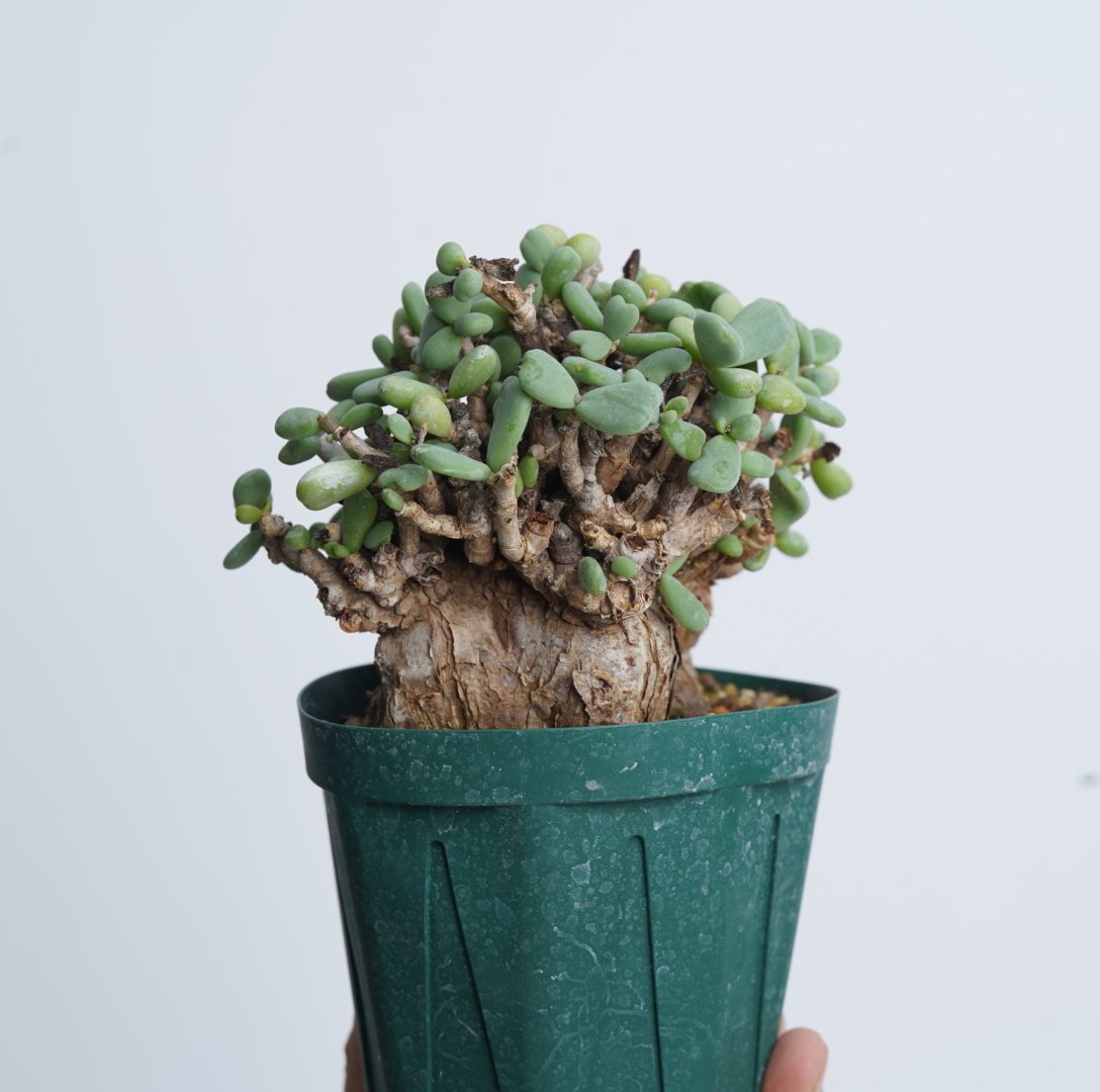 Ceraria pygmaea 【発根済み】〈幹幅8.4cm〉 | QSPLANT