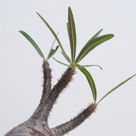 Pachypodium rosulatum var. gracilius〈幹幅9.0cm〉