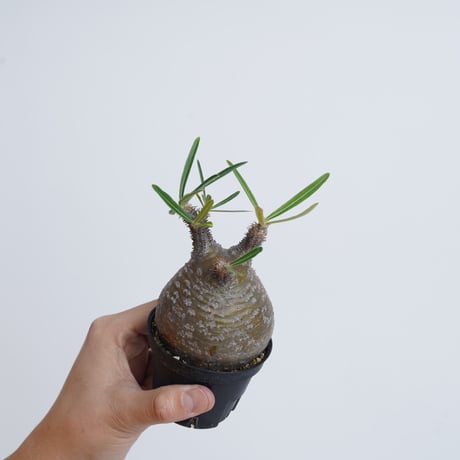 Pachypodium rosulatum var. gracilius   【発根済み】〈幹幅7.1cm〉