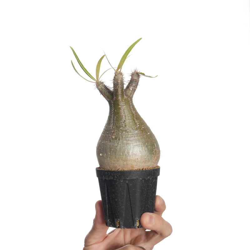 Pachypodium rosulatum var. gracilius 【発根済み】〈幹