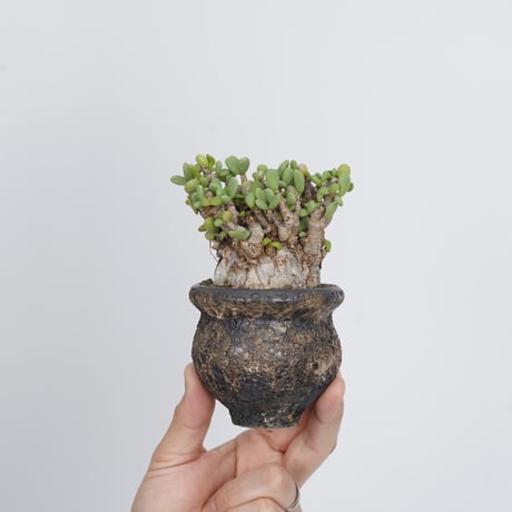 CATEGORY Ceraria | QSPLANT