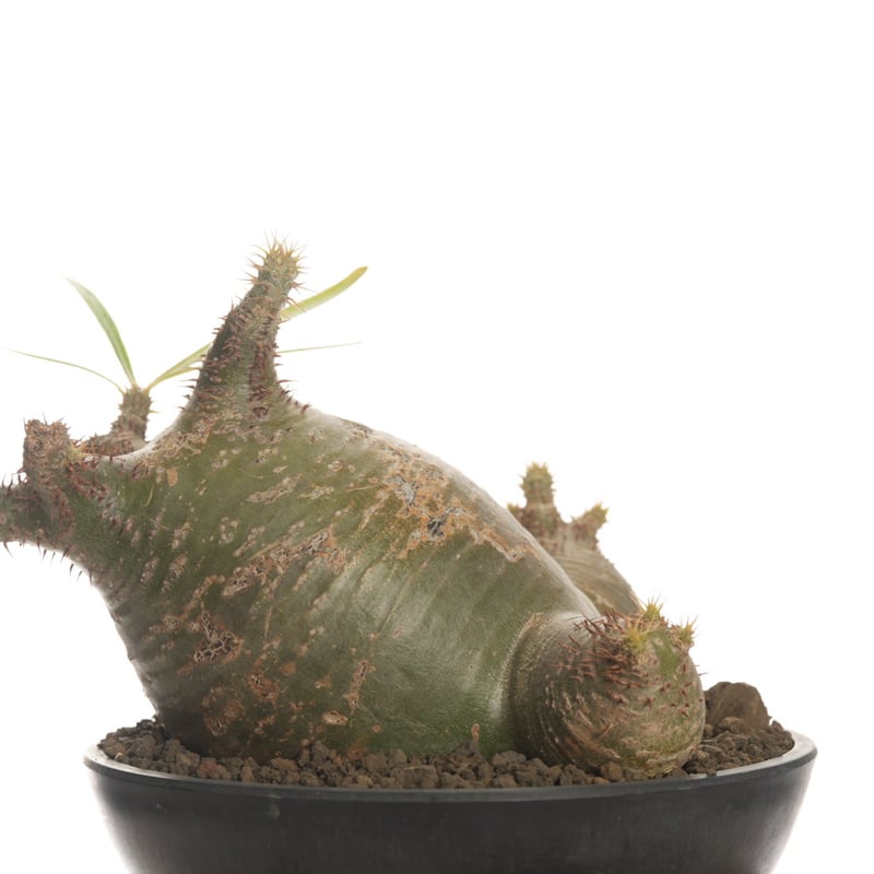 Pachypodium rosulatum var. gracilius 【発根済み】〈草