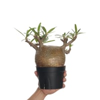 Pachypodium rosulatum var. gracilius   【発根済み】〈幹幅13.2cm〉