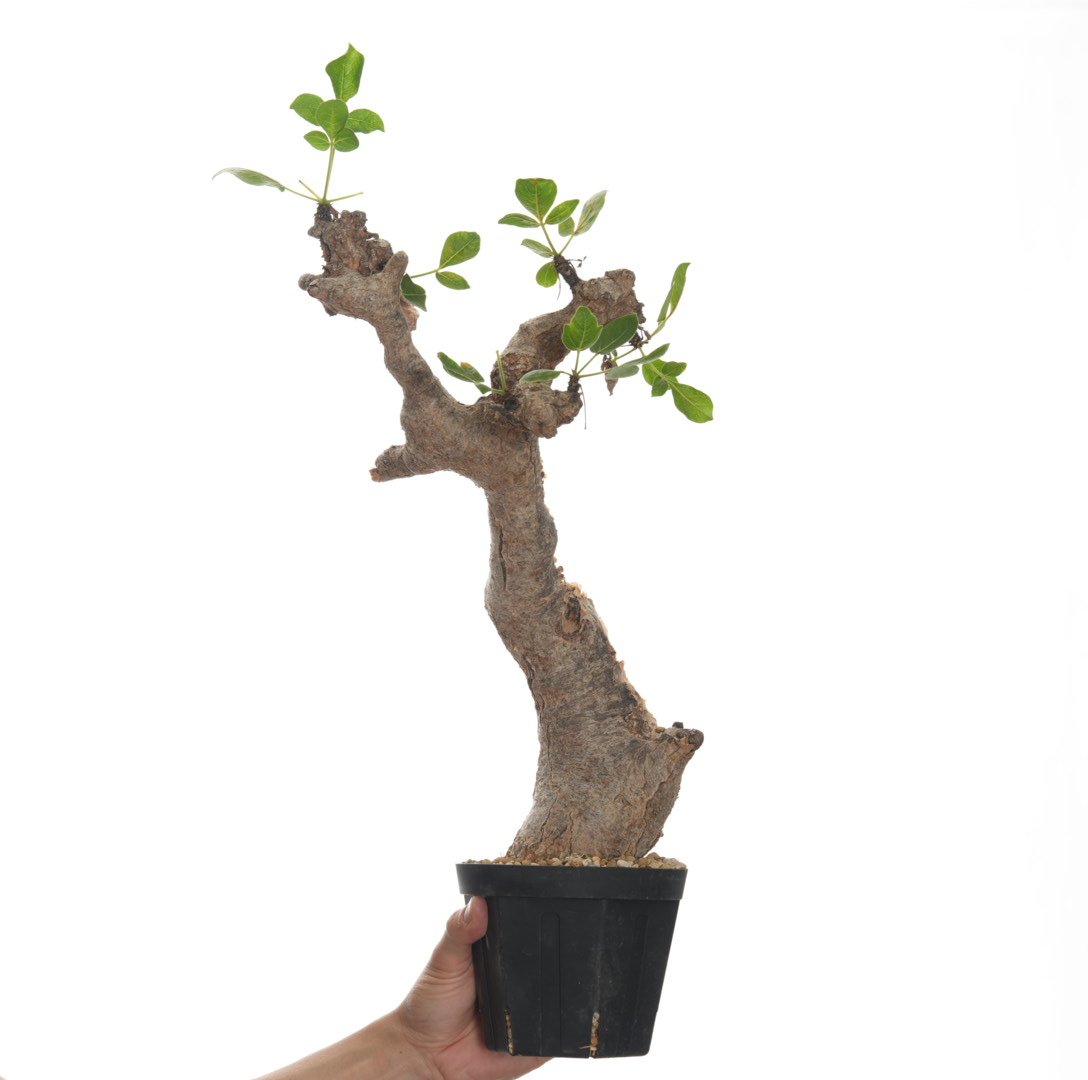 コミフォラグイドッティ　ILL CERAMICS Commiphora guidotti【発根済み】〈幹幅9.7cm〉 | QSPLANT