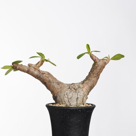 ユーフォルビアイトレメンシス | STORES