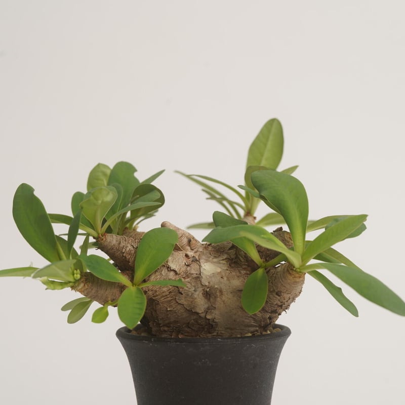 【現地球／発根済】ユーフォルビア　イトレメンシス　ODDROOTS管理株 Euphorbia itremensis 【発根済み】〈幹幅5.8cm〉 | QSPLANT