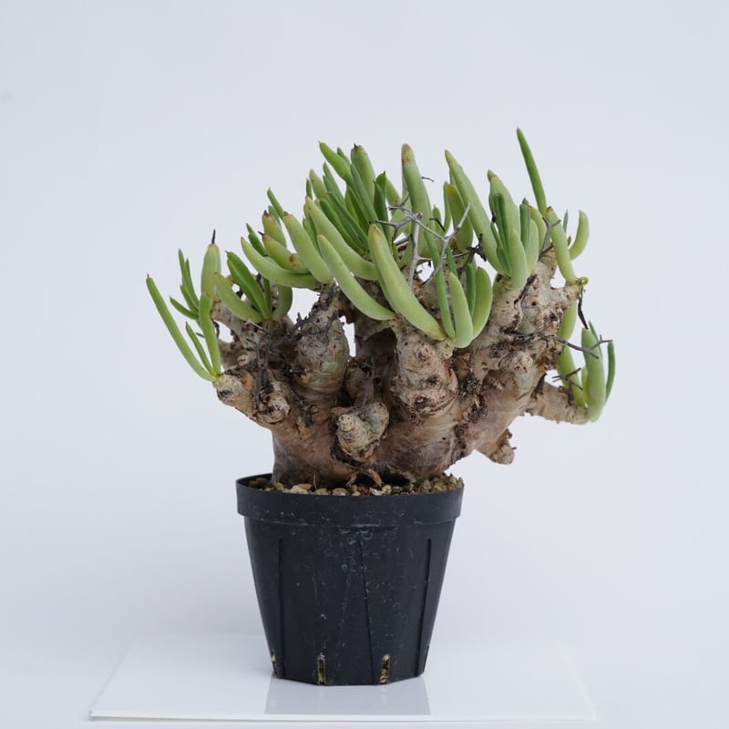 Tylecodon reticulatus【現地株】レティキュラータス万物想 Amazon｜【現品限り】チレコドン・レティキュラータス 現地株 発根済み