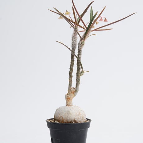 Euphorbia waringiae 〈幹幅4.3cm〉