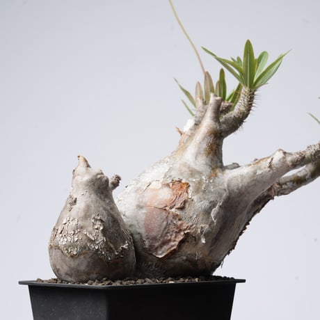 Pachypodium rosulatum var. gracilius   【発根済み】〈幹幅18.4cm〉