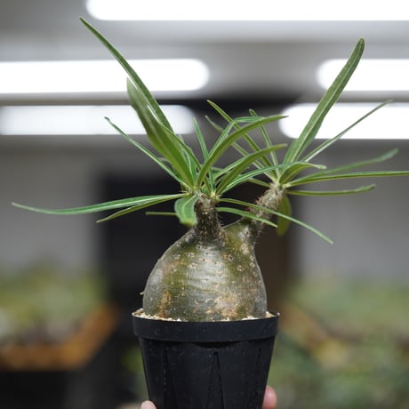 《ｷｭｰｴｽ ﾉ ｿｳｺｲﾁ5 ｵﾝﾗｲﾝ》Pachypodium rosulatum var. gracilius【発根済み】〈幹幅約7.7cm〉 no.24