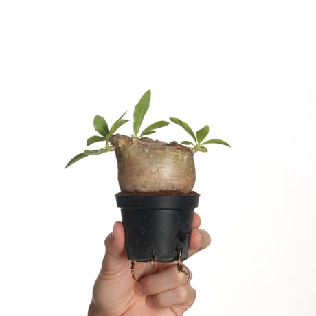 マカイエンセ　発根済　塊根植物 パキポディウム マカイエンセ 【現地球/発根済み】HK2409027(T